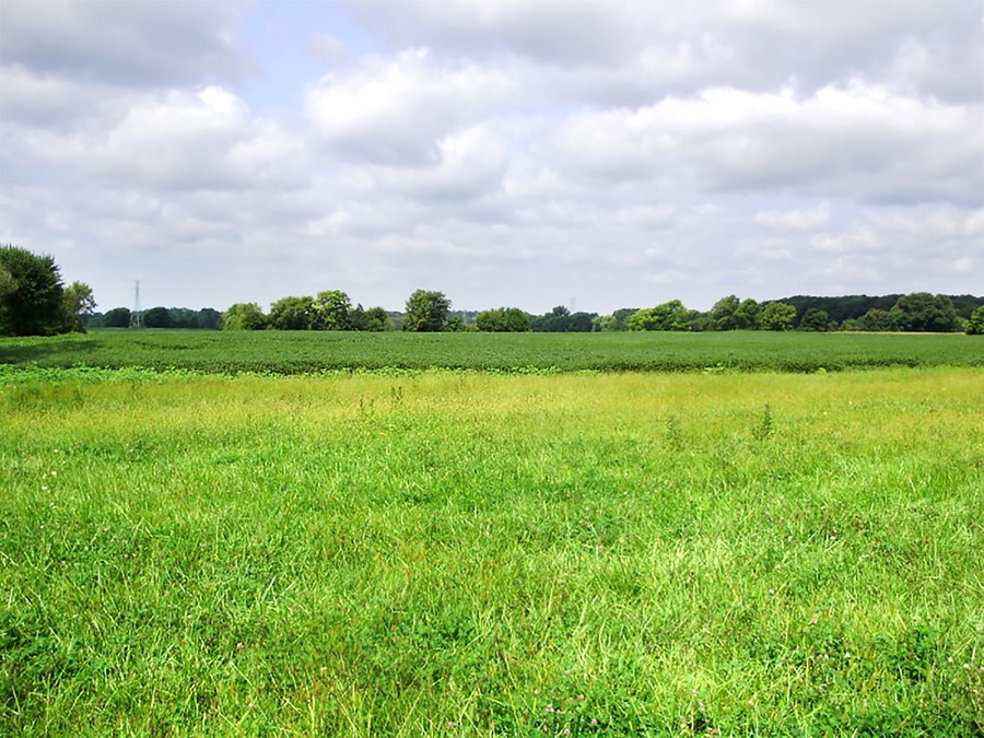 EXCELLENT CROPLAND AUCTION - 186.5+/- ACRES OFFERED IN 4 TRACTS IN RUSH AND SHELBY COUNTIES, INDIANA